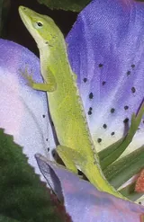 Anolis