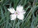Dianthus