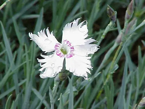 Dianthus