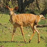 Nyala
