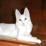 Angora turc