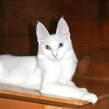 Angora turc