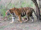 Tigre