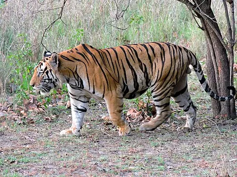 Tigre