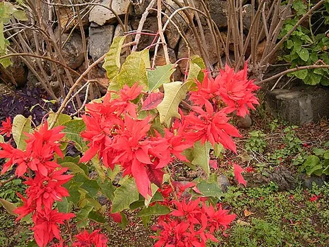 Poinsettia