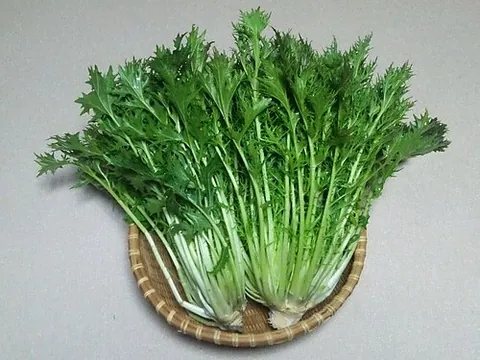 Mizuna