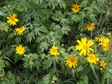 Tithonia