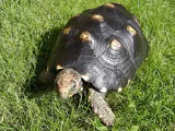 Tortue charbonnière