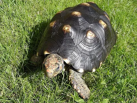 Tortue charbonnière