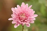 Chrysanthème