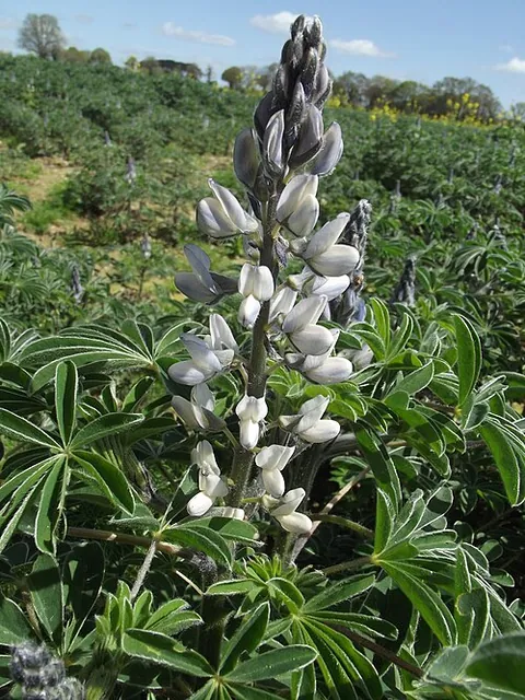 Lupin
