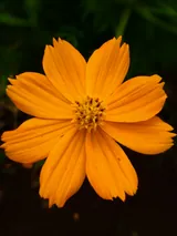 Cosmos
