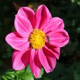 Dahlia