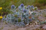 Eryngium