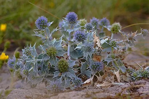 Eryngium
