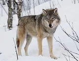 Loup