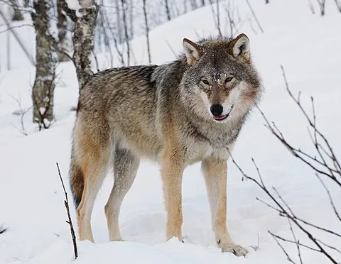 Loup