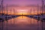 Duckling in Port