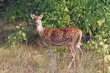 Cerf axis