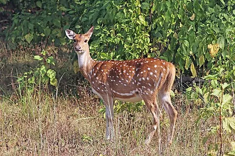 Cerf axis