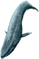 Blue whale