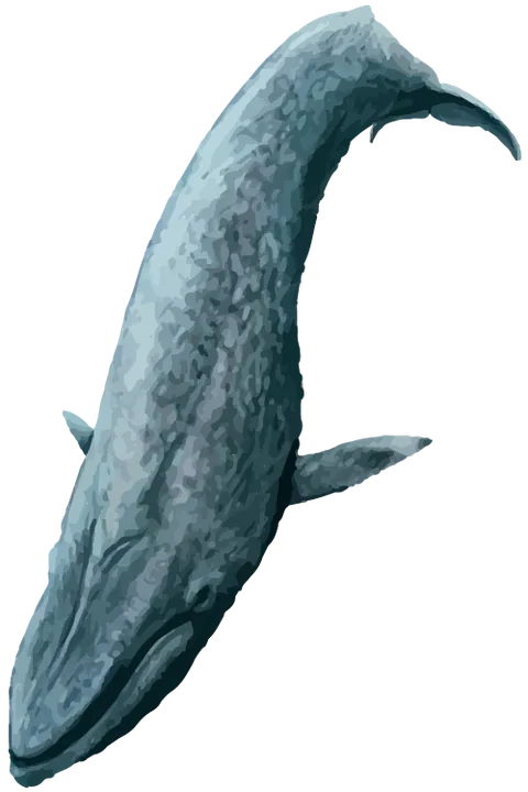 Baleine bleue
