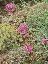 Centranthus