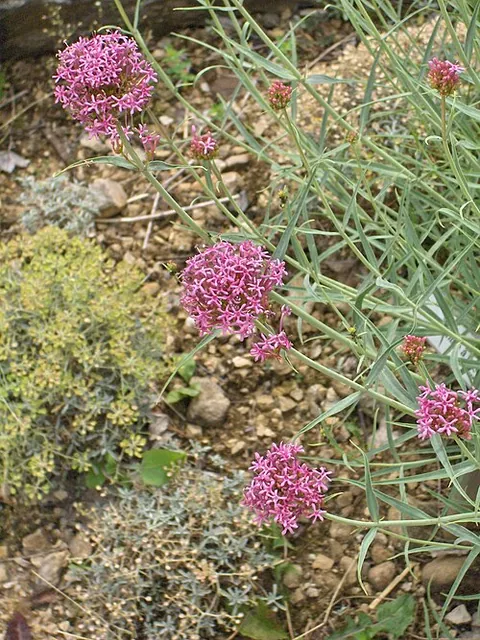 Centranthus