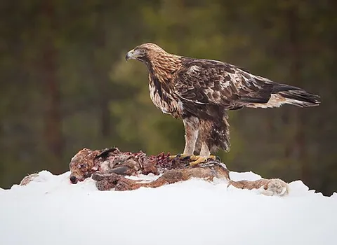 Aigle royal