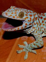 Gecko