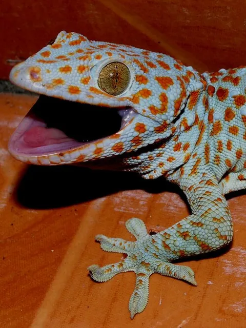 Gecko