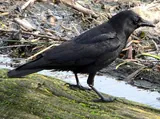 Corbeau