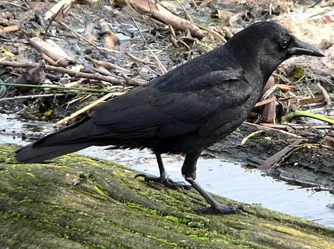 Corbeau