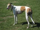 Lévrier greyhound