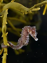 Hippocampus