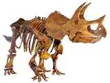 Triceratops