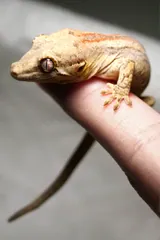 Gecko géant