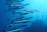 Barracuda