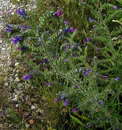 Echium