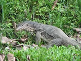Varan