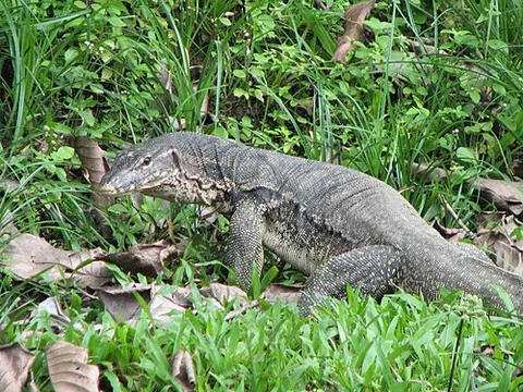 Varan
