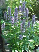 Agastache