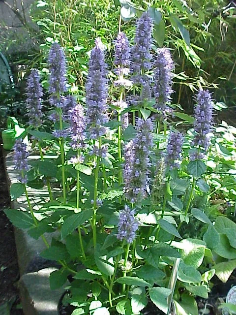 Agastache