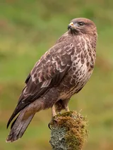 Buse variable