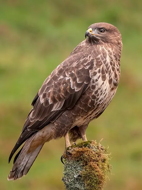 Buse variable