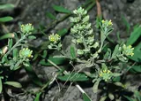 Alyssum