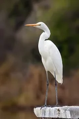 Aigrette
