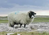 Mouton