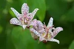 Tricyrtis
