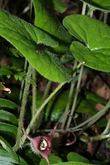Asarum